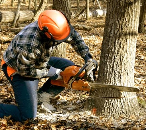 Tree Removal in Gilmore, AR